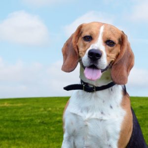 carateristicas de la raza de perro beagle