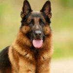 perro grande de raza pastor alemán