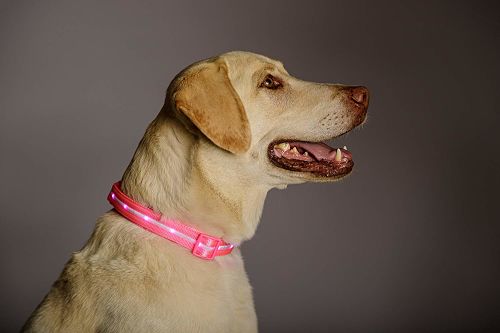 Un perro usando el mejor collar Collar de Seguridad Led Blazin