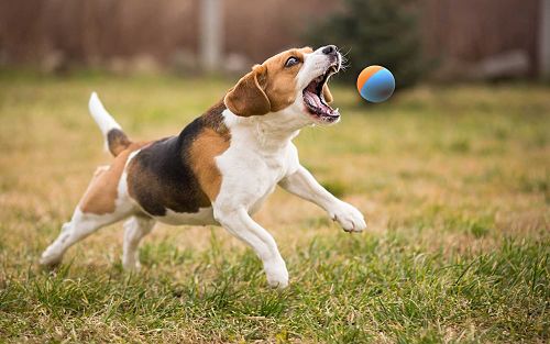 perro jugando con la pelota