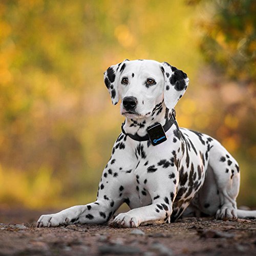 rastreador de perros y gatos