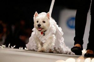 caniche-modelando