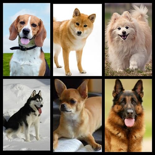 Los 15 Mejores Perros De Raza Del 2020